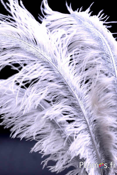 Strauß mit silbernem Federkiel – 30-40 cm – weiss